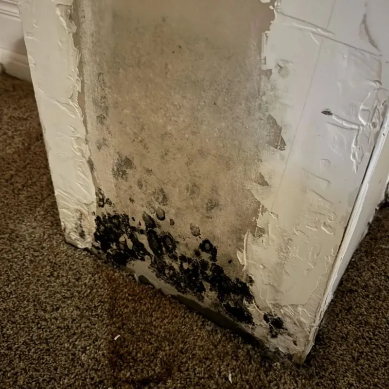 Professional Mold Removal in Marshall, VA